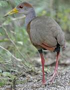 Russet-naped Wood Rail