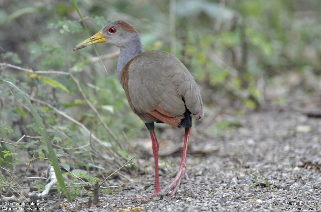 Rufous-naped Wood Rail