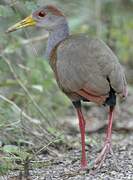 Rufous-naped Wood Rail