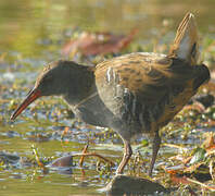 Water Rail