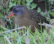 Ecuadorian Rail