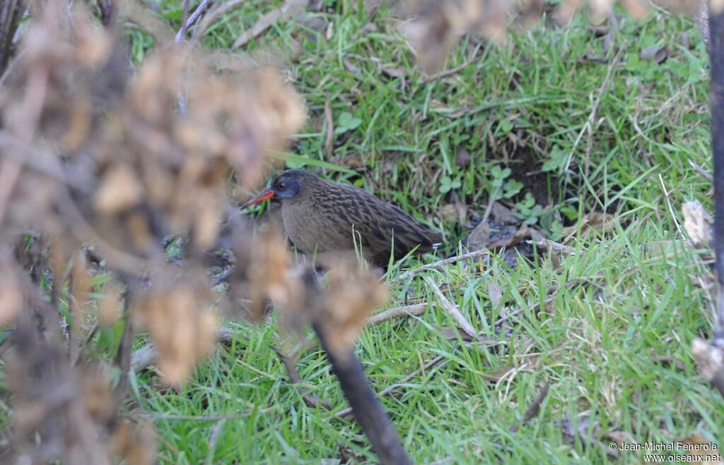 Ecuadorian Rail