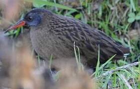 Ecuadorian Rail