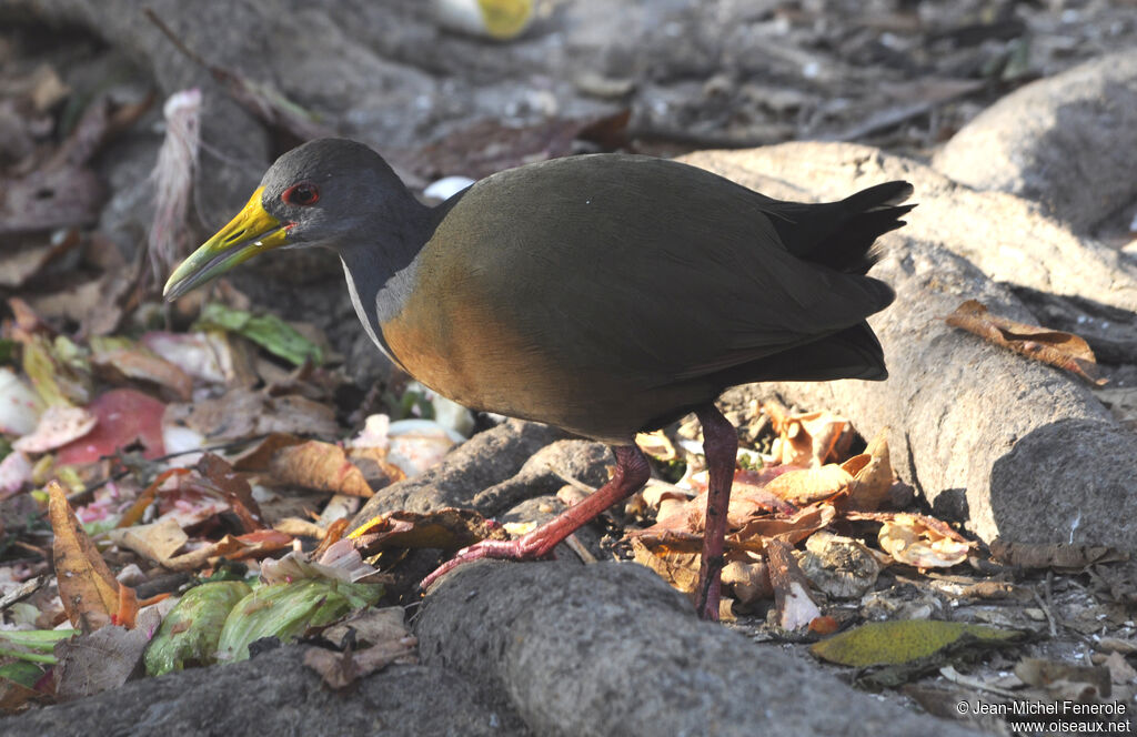 Grey-necked Wood Railadult