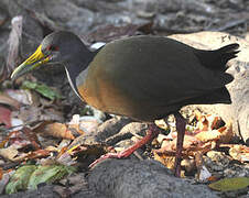 Grey-necked Wood Rail