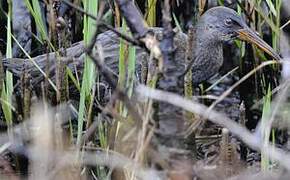 Mangrove Rail