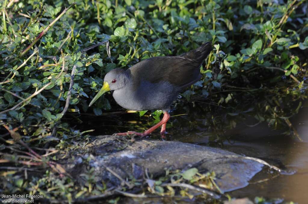 Blackish Railadult, identification