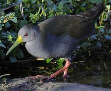 Blackish Rail