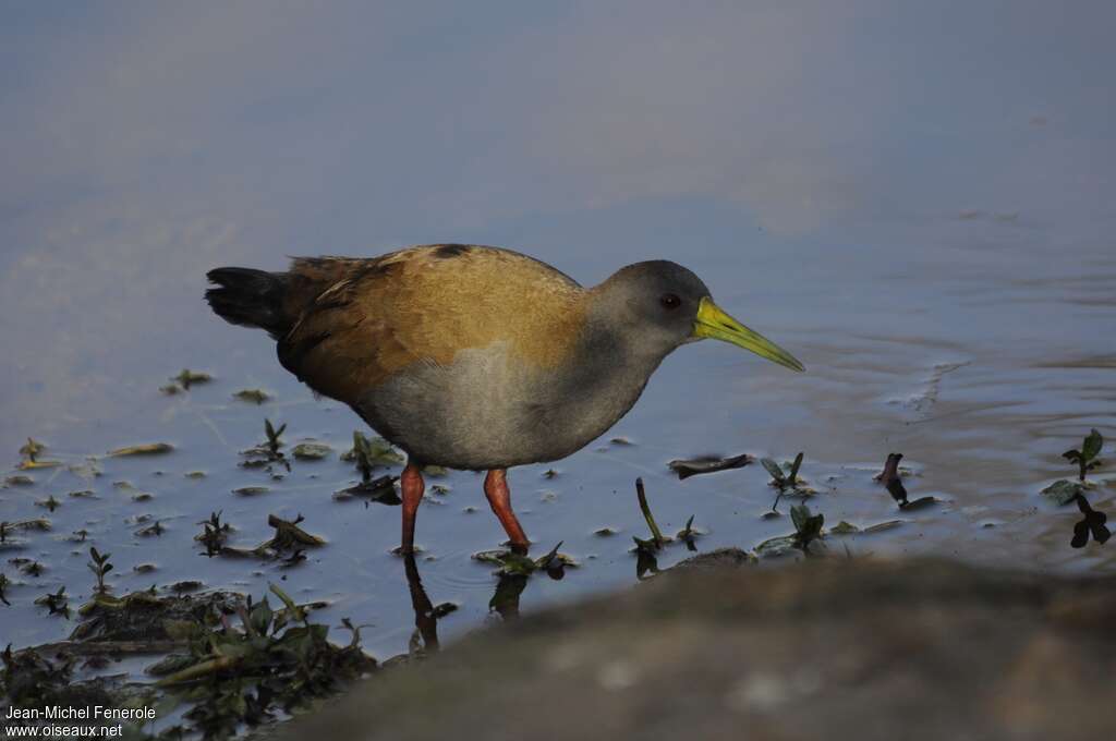 Blackish Railadult, identification