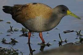 Blackish Rail