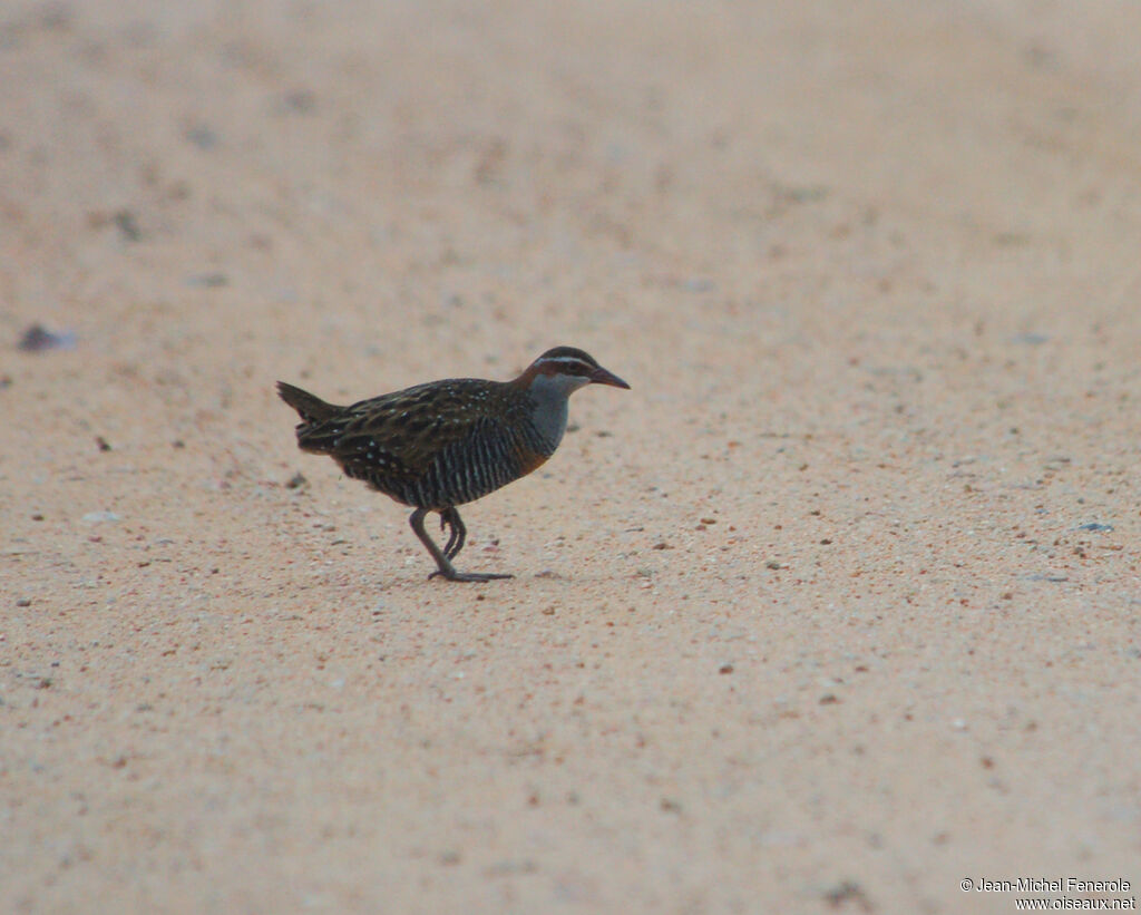 Buff-banded Rail