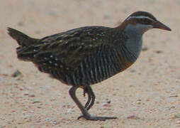 Buff-banded Rail