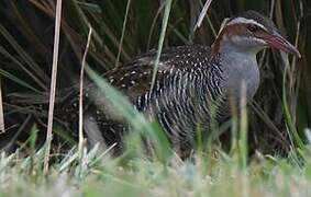 Buff-banded Rail