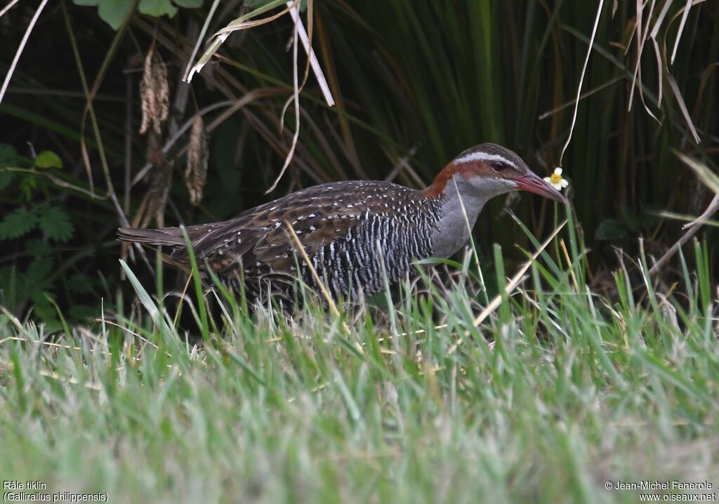 Buff-banded Rail