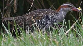 Buff-banded Rail