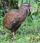 Weka