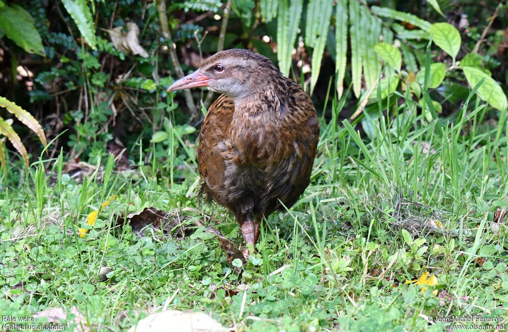 Weka