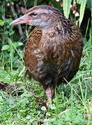 Weka