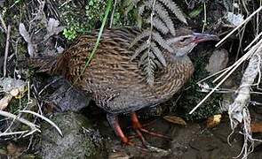 Weka