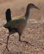 Giant Wood Rail