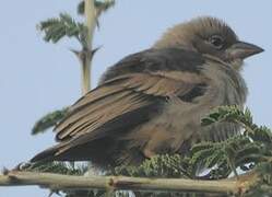 Grey-capped Social Weaver