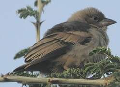 Grey-capped Social Weaver