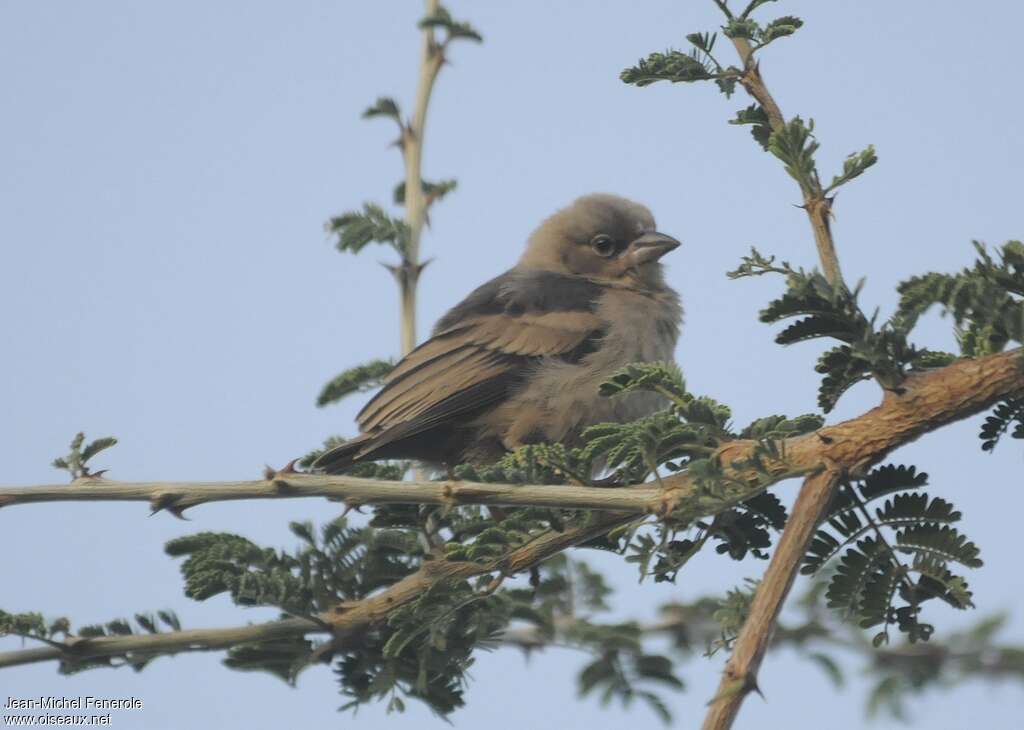 Républicain d'Arnaudimmature, identification