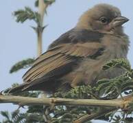 Grey-capped Social Weaver