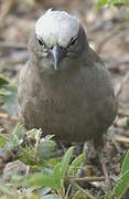 Grey-capped Social Weaver