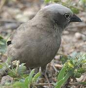 Grey-capped Social Weaver