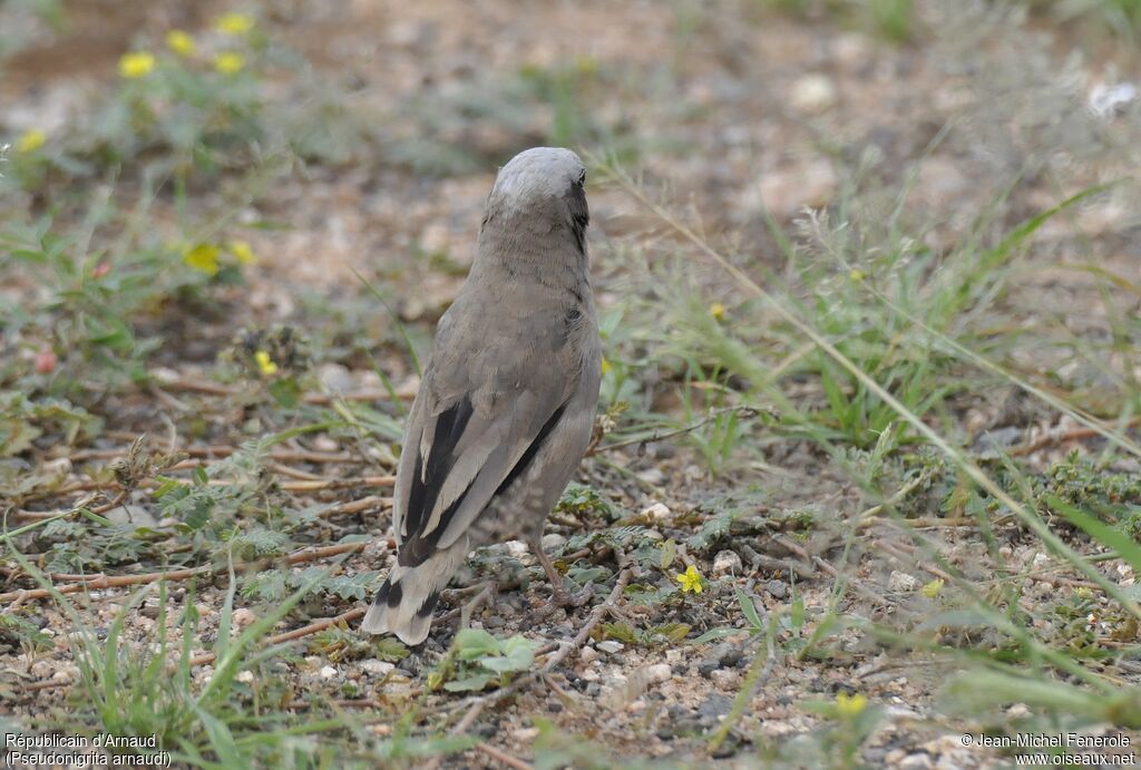 Grey-capped Social Weaver