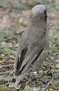 Grey-capped Social Weaver