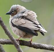 Grey-capped Social Weaver