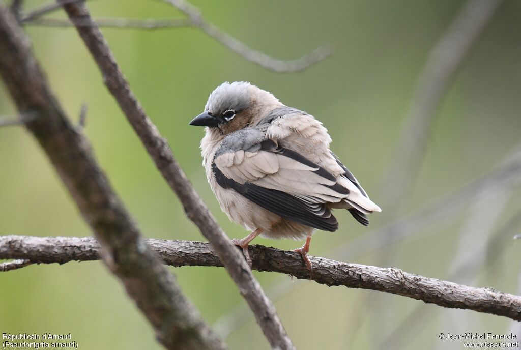 Grey-capped Social Weaver