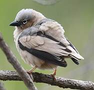 Grey-capped Social Weaver