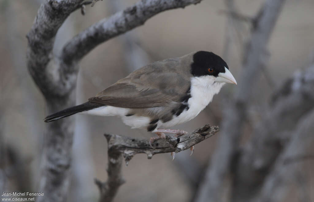 Black-capped Social Weaveradult, identification