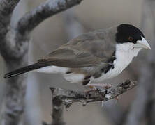 Black-capped Social Weaver