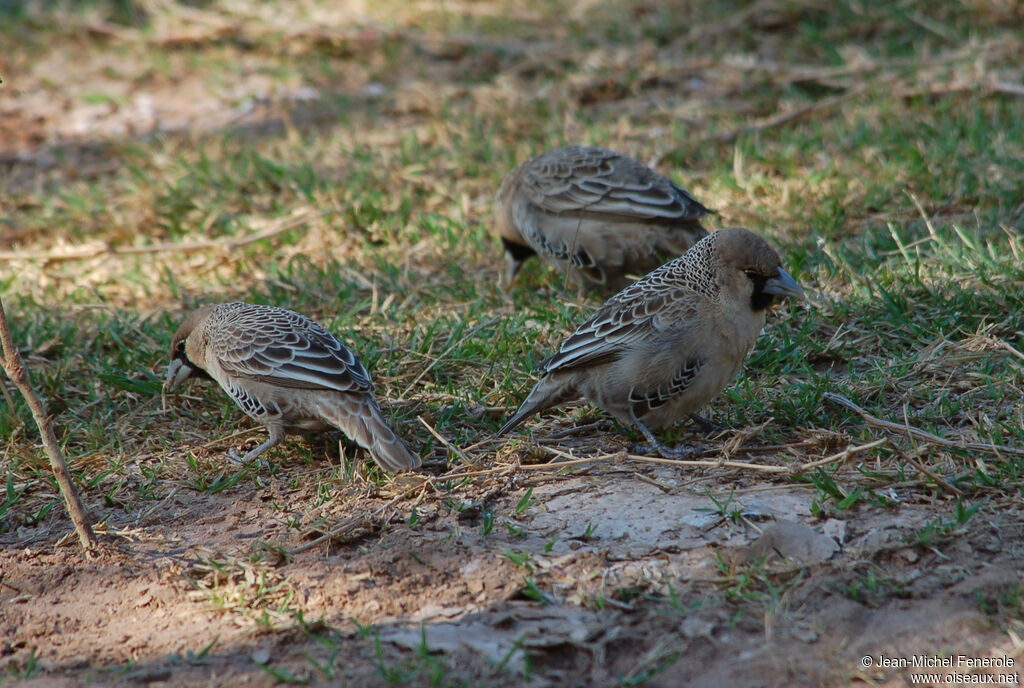 Sociable Weaver, identification