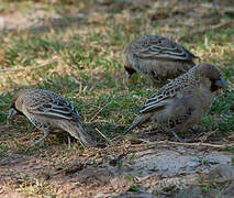 Sociable Weaver