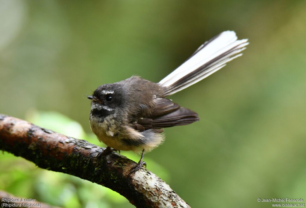 New Zealand Fantail