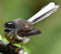 New Zealand Fantail