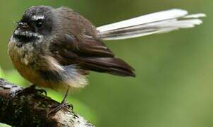 New Zealand Fantail