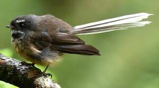 New Zealand Fantail