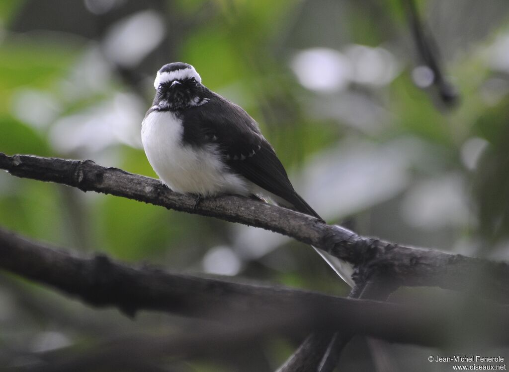 White-browed Fantail