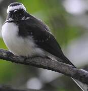 White-browed Fantail