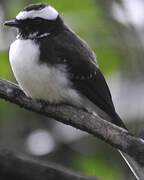 White-browed Fantail