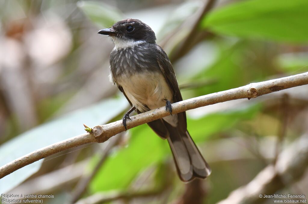 Northern Fantail