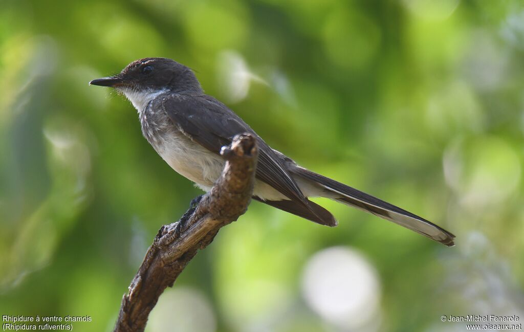 Northern Fantail