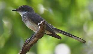 Northern Fantail