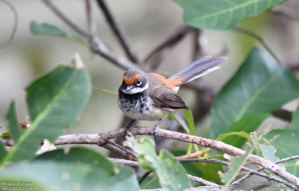 Arafura Fantail